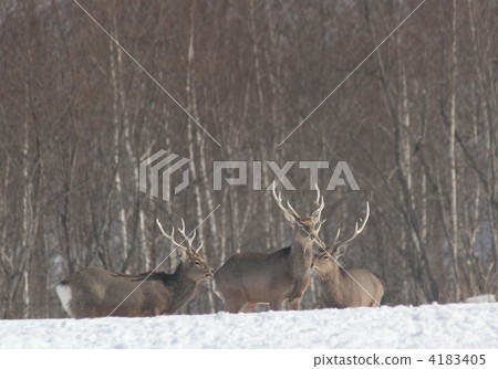 日本鹿 鹿 蝦夷鹿 4183405