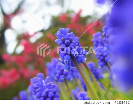 Cute muscari flowers 4183412