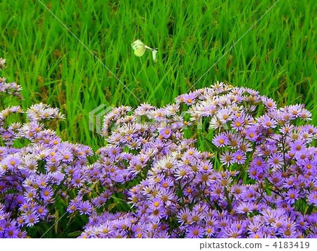 Zion and monstrochu 4183419