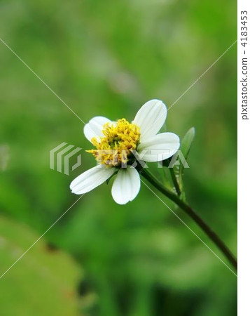 Very lovely cedar flower flower flowers Very lovely cedar flower flower flowers 4183453
