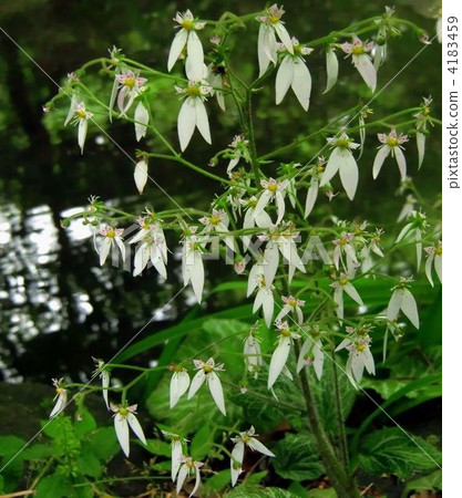 Cute and clean snow under the flowers 4183459