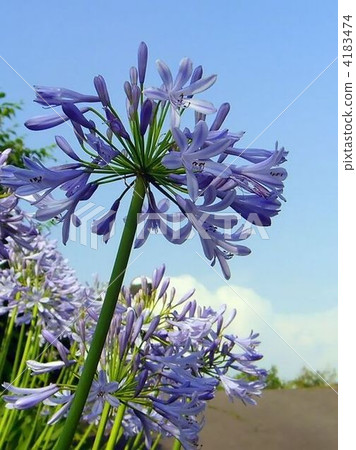 非常新鮮的百子花 4183474