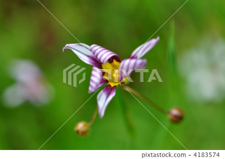 Niwazekishou Niwazekishou 4183574