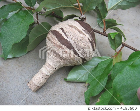 Whole body Whole body 4183600