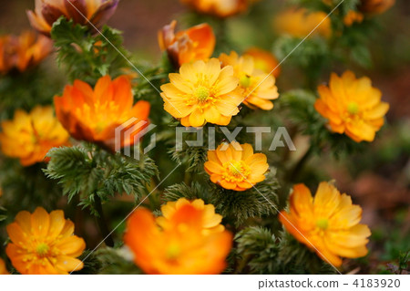 遼吉側金盞花 在山里 回憶 4183920