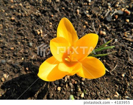 Crocus (flower saffron) Crocus (flower saffron) 4183955