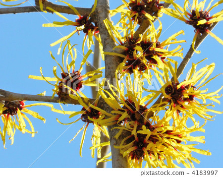 Manxaku (full crop) 4183997