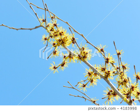 Manxaku (full crop) 4183998