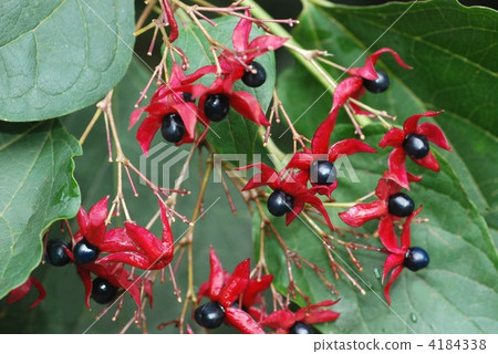 Rabbit fruit 4184338