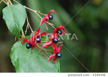 Rabbit fruit 4184346