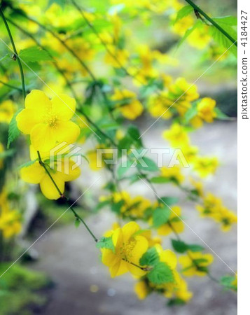 kerria, energy, a walk 4184427