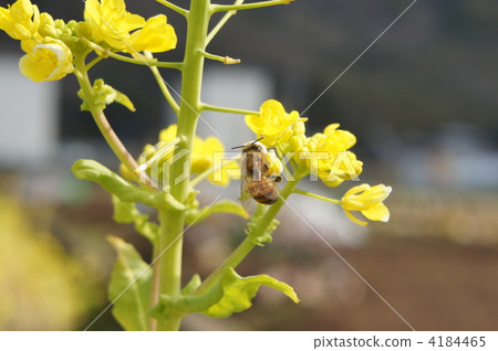 rape, rape blossoms, bloom 4184465