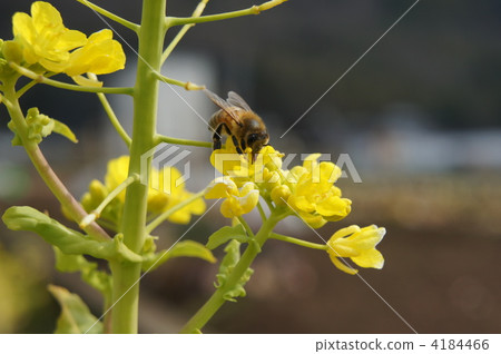 bee, hive bee, honeybee 4184466