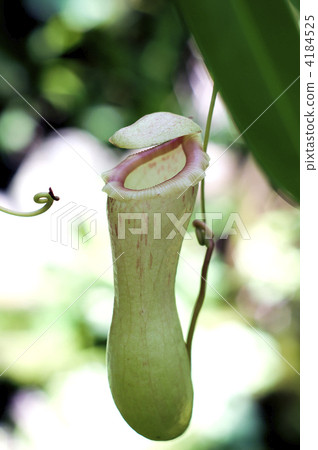 Utsukabakara 4184525