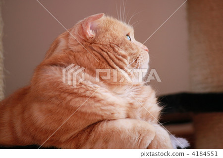 A cat looking up A cat looking up 4184551