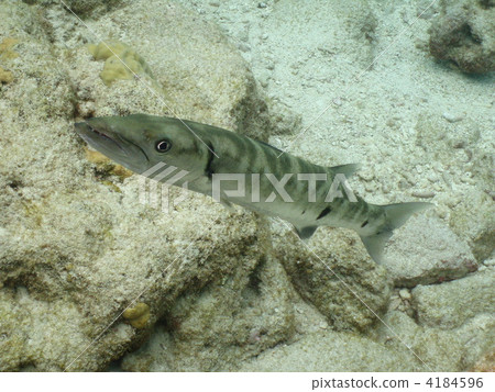 Onikamasu Onikamasu 4184596