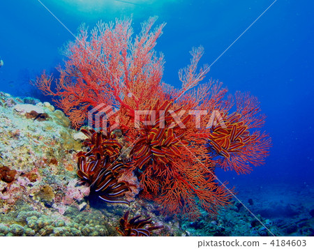 軟珊瑚 4184603