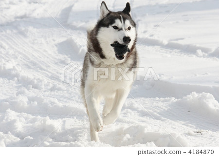 Snow fun 4184870