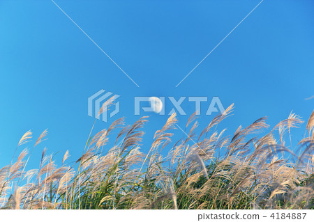 芒草 4184887