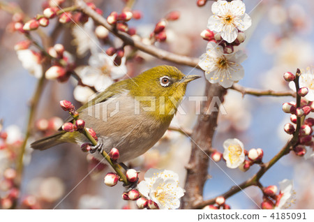 Meiro surrounded by plum Meiro surrounded by plum 4185091