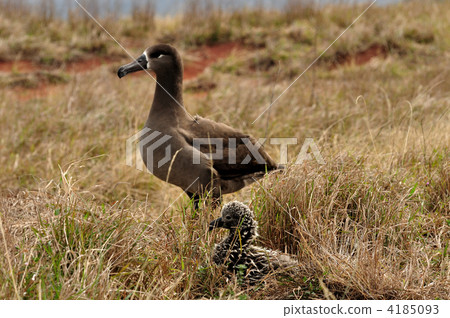 雛鳥 鳥兒 鳥 4185093