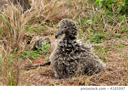 雛鳥 鳥兒 鳥 4185097