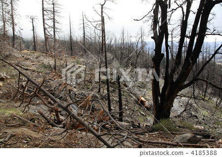 North American wildfire nail traces 4185388