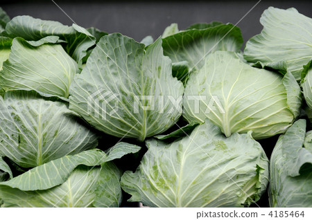cabbage  4185464
