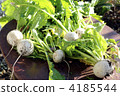 蔬菜 蔓菁 諸葛菜 4185544