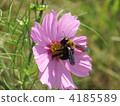 Cosmos and bees 4185589