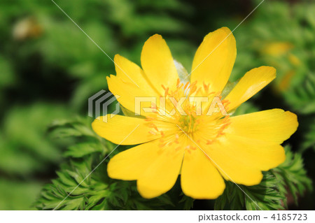 Adonis ramosa 4185723