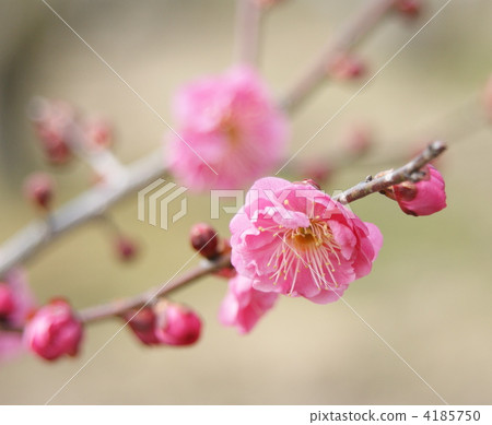 紅梅樹 梅花 梅 4185750