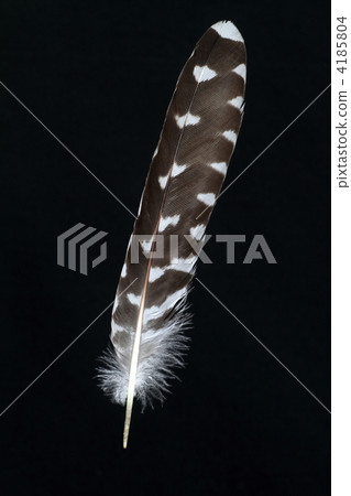 Cuckoo tail 4185804