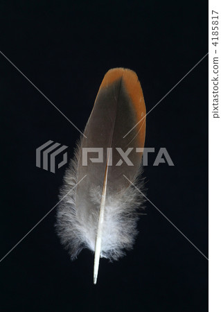 Shoulder feathers of pheasant 4185817