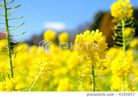 Rape blossoms Rape blossoms 4185857