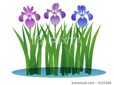 鳶尾花 4185886