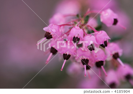 Janome Erika 4185904