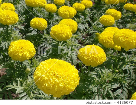 萬壽菊 4186077