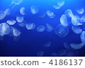 Jellyfish 4186137