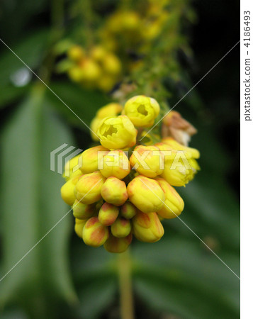 冬青的芽開始了 4186493