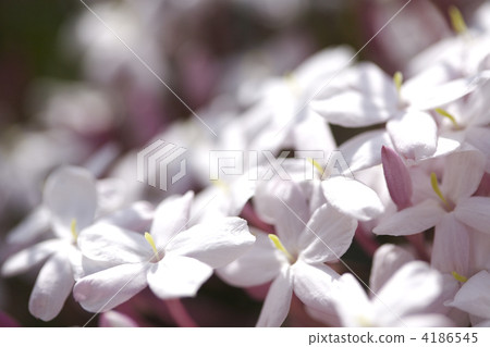 茉莉花 4186545