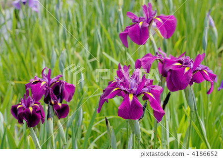 深紫色紫色花虹膜,Juniki布料 深紫色紫色花虹膜,Juniki布料 4186652