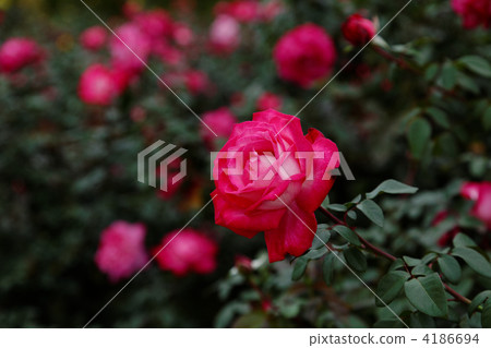 The flower of the red rose of the Jindai plant park and the torch The flower of the red rose of the Jindai plant park and the torch 4186694