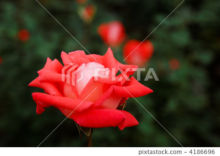 Jindai plant park red vermilion rose flower · roller Jindai plant park red vermilion rose flower · roller 4186696