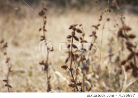 Cowboy Cowboy 4186697