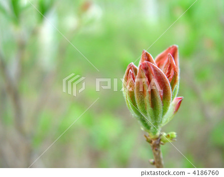 Bud of azalea azalea 4186760