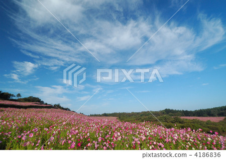 大波斯菊 藍天 花朵 4186836