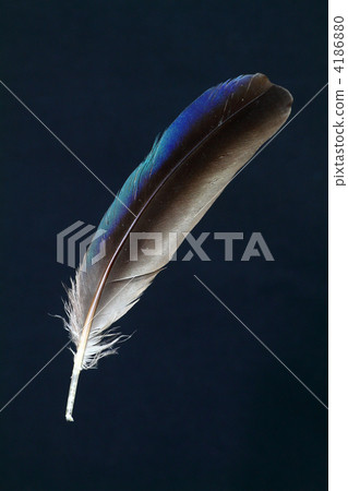 風感覺到了長矛的羽毛 4186880