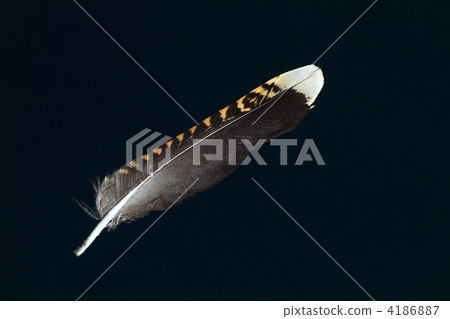 Yamagishiba尾翼 4186887