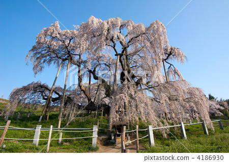 double weeping cherry trees, waterfall cherry tree, double weeping cherry tree 4186930